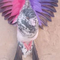 کفتر  کبوتر