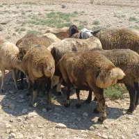 فروش 20راس میش داشتی ناز یکدست آبستن ترکی بختیاری