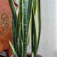 گل سانسوریا