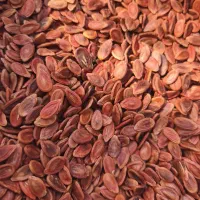 دانه هندوانه بذری
