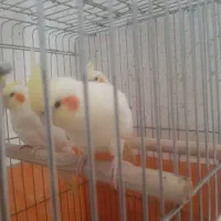 عروس هلندی یک ساله