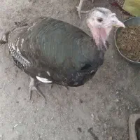 بوقلمون در بردسیر