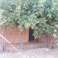 ۲۱۰مترزمین واقع در کوچه بهداری پیشوا