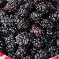 شاتوت سه کیلو نیم