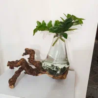 گلهای آپارتمانی شیک و شاداب