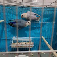طوطی کوتوله