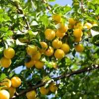 باغ میوه فروشی