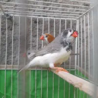 فنچ کینگ
