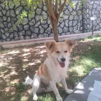 سگ باهوش و خونگی