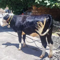 گاو گوساله سیمینتال داشتی بدره دره شهر