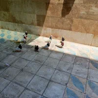 کبوتر طوقی
