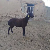 بره ماده همو