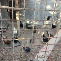 مرغ تخم گذار