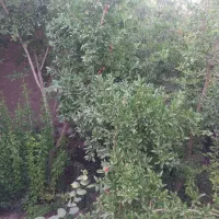 زمین
