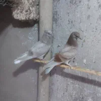 کبوتر پرشی