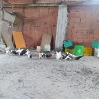 تعداد20 عددکبوتور به فروش میرسه