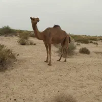 شتر فروشی