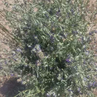 یونجه بیده  بنچه