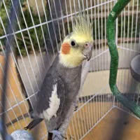 عروس هلندی نر