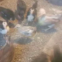 فروش جوجه گلین زیر مرغی ۲ماهه