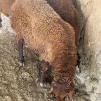 بره نر سنگین