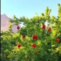 فروش باغچه وزمین