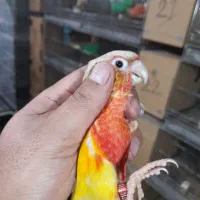 گریینچیک ماده