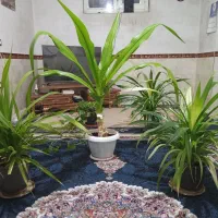گل..زرقان