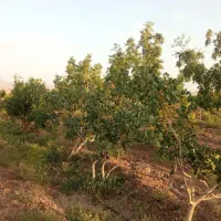 باغ فروشی در فخرآباد تقاب