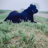سگ سرابی