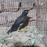 مینا
