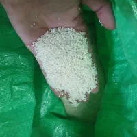 نیم دانه طارم هاشمی سال جدید