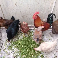 مرغ وخروس
