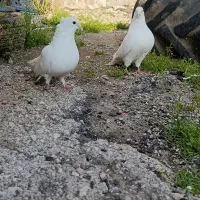 کبوتر نقره