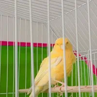 قناری لیموی نر بسیار زیبا درشت