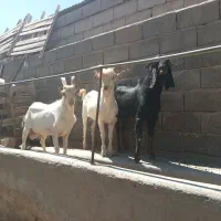 فروش چاوش
