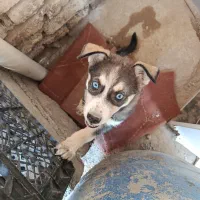 توله سگ هاسکی