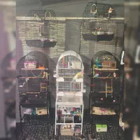 قفس و پرنده مرغ عشق انگلیسی گرید A+ طوطی برزیلی