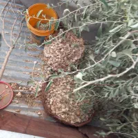 سیر.برای.ترشی