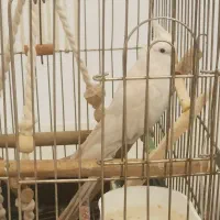 فروش طوطی