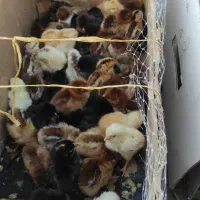 مرغ وخروس آینده جوجه های سالم