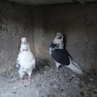 کفتر پرشی تیرماه