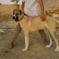 توله نر سرابی