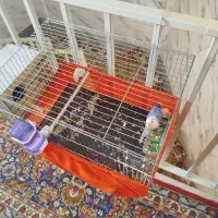 طوطی برزیلی کلکسینوی با وسایل