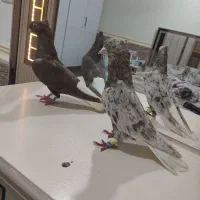 حمیدیه دم سفید کرمی