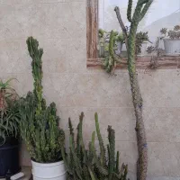 کاکتوس بزرک سه مدل