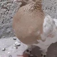 کبوتر کله...
