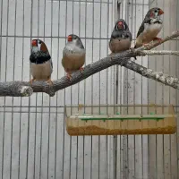 فنچ|پرنده|مشهد, ادیب نیشابوری (شهرک غرب)|دیوار