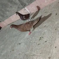 کفتر