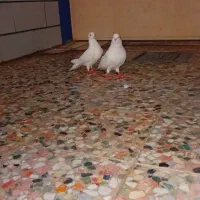 حراج کبوتر سفید چش نوک